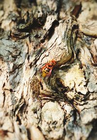 Close-up of insect on tree trunk