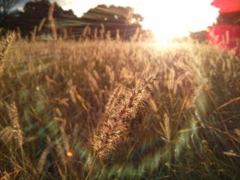 Grass on field sunny day