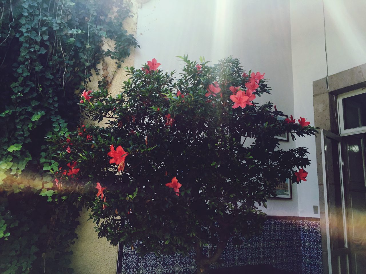 flower, growth, plant, built structure, architecture, window, building exterior, freshness, red, house, potted plant, fragility, nature, beauty in nature, tree, leaf, indoors, no people, sunlight, day