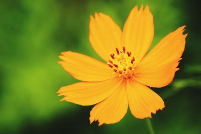 Close-up of yellow flower blooming outdoors