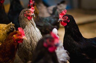 Close-up of rooster