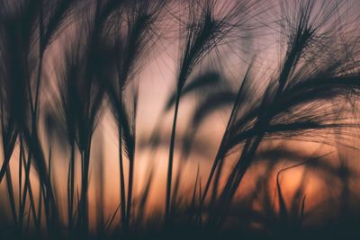 Wheat at sunset