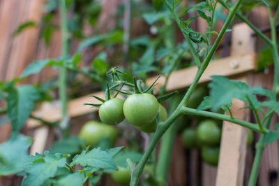 Close-up of fruits growing on plant