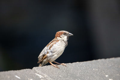 Close-up of bird perching on a wall