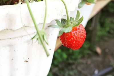 Close-up of strawberry on plant