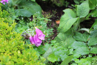 Close-up of pink flowers