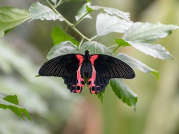 Close-up of butterfly pollinating flower