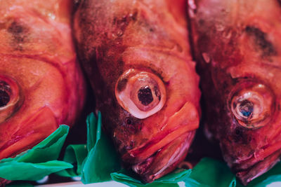 Close-up of fish for sale in market