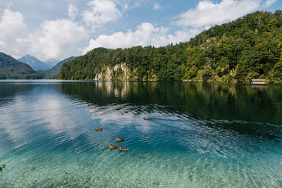 Ducks swimming in lake against sky