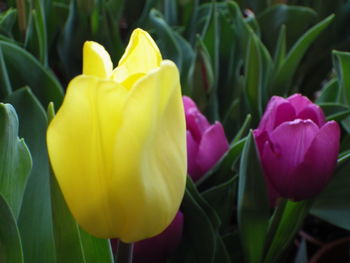 Close-up of yellow tulips