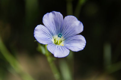 Close-up of purple flowering plant