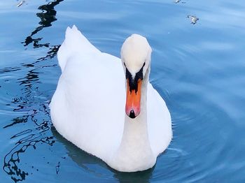 View of swan floating in lake