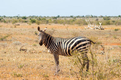 Solitary zebra in the tall grass of the savannah of tsavo east park in kenya