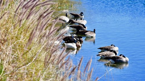 Ducks in a lake