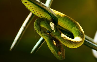 Close-up of lizard on leaf