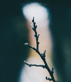 Close-up of snow