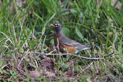 Bird perching on a field