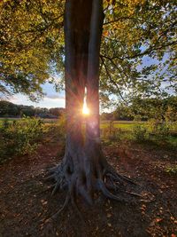 Sunlight streaming through tree in forest