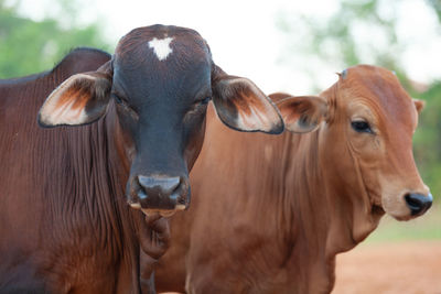 Cows headshot