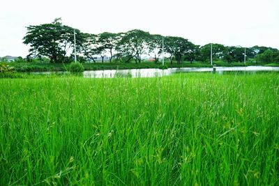 Scenic view of rice field against sky