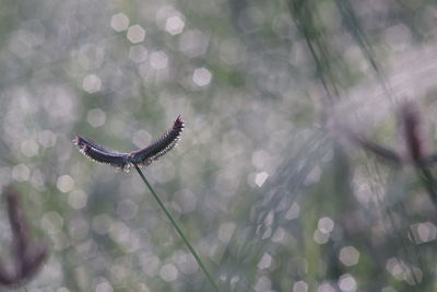 Close-up of butterfly on branch