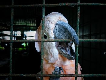 Close-up of bird in cage