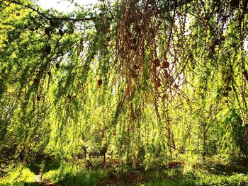 Trees in forest