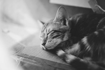domestic cat