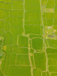 Full frame shot of green landscape