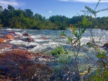 Scenic view of river in forest against sky