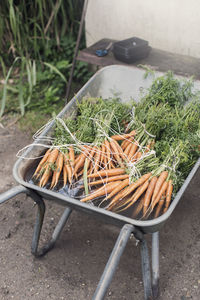High angle view of fresh organic carrots bunches in wheelbarrow