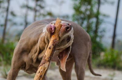 Close-up of weimaraner with stick