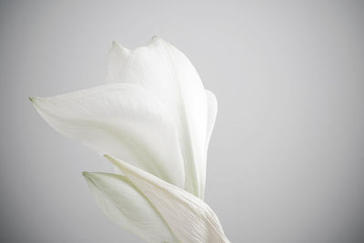 Close-up of white rose flower