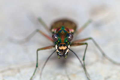 Close-up of insect