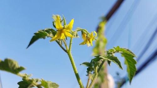 Close-up of yellow flowering plant against sky