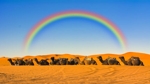 The sahara desert in morocco