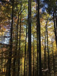 Low angle view of trees in forest