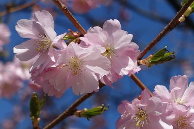 Close-up of pink cherry blossoms