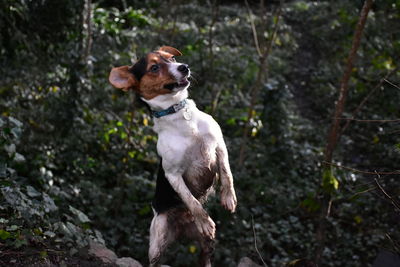 Dog looking away while rearing up on field in forest