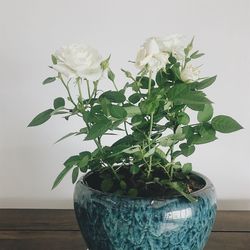 Close-up of potted plant in vase