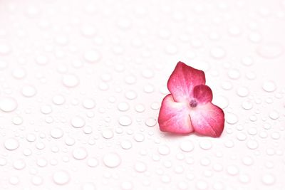 Close-up of heart shapes on white background