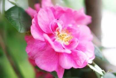 Close-up of pink flowers