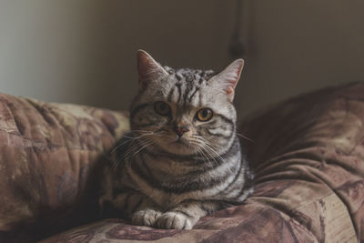 Close-up portrait of cat sitting on sofa