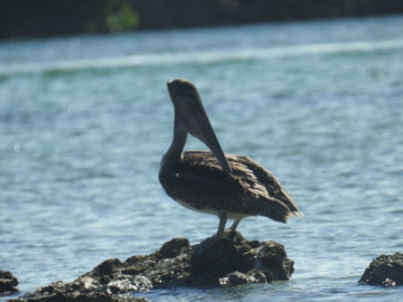 BIRD PERCHING ON ROCK AGAINST SEA