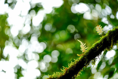 Fern and moss plants in tropical forest, national park of doi inthanon, chiangmai