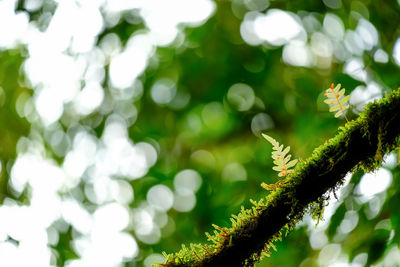 Close-up of plant