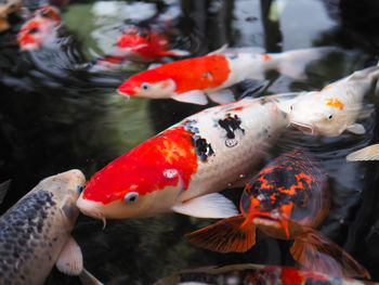 Close-up of koi carps swimming in pond