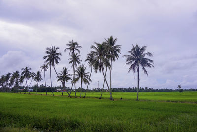 Scenic view of palm trees on field against sky