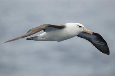 Black-browed albatross