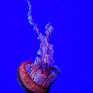 Close-up of jellyfish against blue background